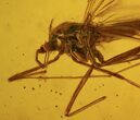 Detailed Fossil Fly (Diptera) In Baltic Amber #58036-2